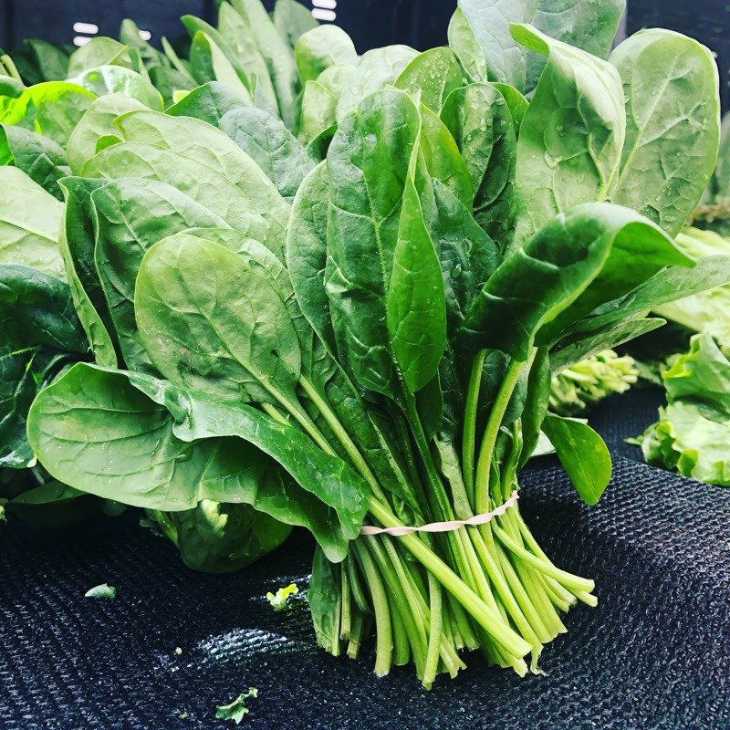 新鲜菠菜